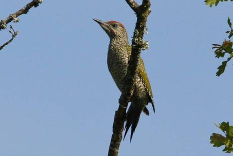 vogels dordogne